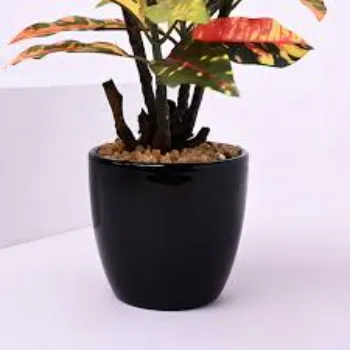 Natural Croton Plant